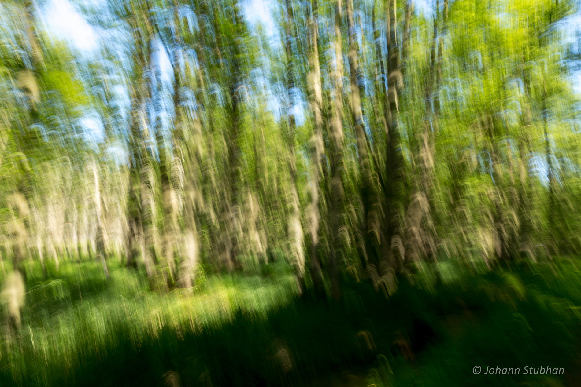 Wald-Schwung