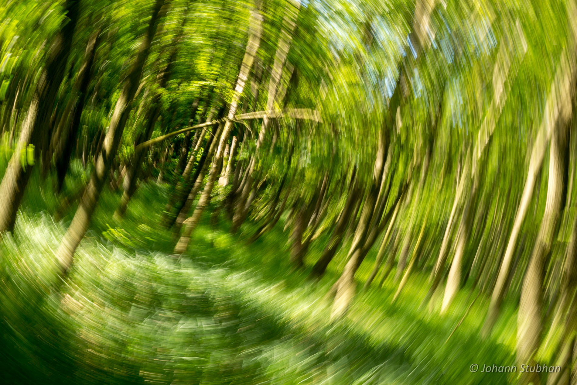 Es geht rund im Wald